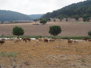 רעה בסמוך לנחל, קרדיט: אגמא רעה בסמוך לנחל, קרדיט: אגמא